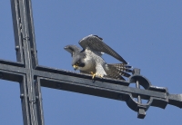 Filename=Slechtvalk 8129.JPG
Filesize=263KB
Dimensions=1000x692
Date added=Apr 15, 2015 Slechtvalk 8129.JPG