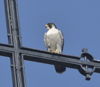 Filename=Slechtvalk 8135.JPG
Filesize=264KB
Dimensions=900x790
Date added=Apr 15, 2015 Slechtvalk 8135.JPG