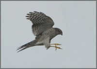 Filename=Sperwer 6781.JPG
Filesize=253KB
Dimensions=916x663
Date added=Aug 14, 2014 Sperwer 6781.JPG