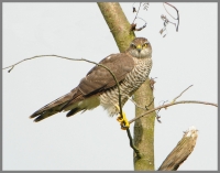 Filename=Sperwer 6884~0.JPG
Filesize=287KB
Dimensions=885x699
Date added=Aug 12, 2014 Sperwer 6884~0.JPG