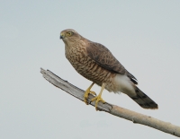 Filename=Sperwer 7121.JPG
Filesize=268KB
Dimensions=900x698
Date added=Aug 17, 2014 Sperwer 7121.JPG