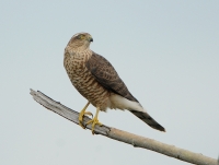 Filename=Sperwer 7127 (3).JPG
Filesize=239KB
Dimensions=900x680
Date added=Aug 17, 2014 Sperwer 7127 (3).JPG