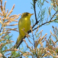 Spotvogel (1).JPG