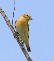 Filename=Tapuit.JPG
Filesize=80KB
Dimensions=691x768
Date added=May 27, 2011 Tapuit.JPG