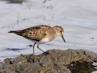 Temmincks strandloper 7571.JPG