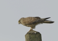 Filename=Torenvalk 6746 (2).JPG
Filesize=236KB
Dimensions=900x630
Date added=Oct 30, 2015 Torenvalk 6746 (2).JPG