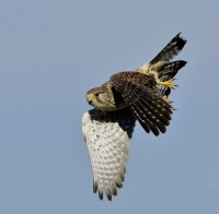 Filename=Torenvalk 6933.JPG
Filesize=262KB
Dimensions=1000x981
Date added=Nov 02, 2015 Torenvalk 6933.JPG