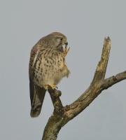 Filename=Torenvalk 7292.JPG
Filesize=262KB
Dimensions=813x900
Date added=Nov 09, 2015 Torenvalk 7292.JPG