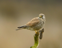 Filename=Torenvalk 7437.JPG
Filesize=258KB
Dimensions=900x696
Date added=Nov 09, 2015 Torenvalk 7437.JPG