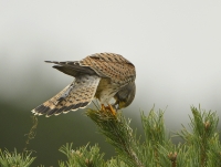 Filename=Torenvalk 7481.JPG
Filesize=282KB
Dimensions=1000x756
Date added=Nov 09, 2015 Torenvalk 7481.JPG
