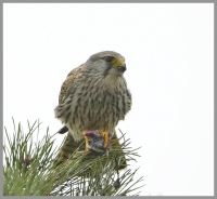 Filename=Torenvalk 7725.JPG
Filesize=297KB
Dimensions=926x856
Date added=Nov 11, 2015 Torenvalk 7725.JPG