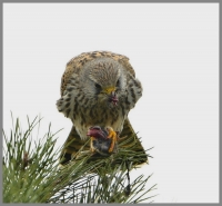 Filename=Torenvalk 7729.JPG
Filesize=277KB
Dimensions=900x836
Date added=Nov 11, 2015 Torenvalk 7729.JPG