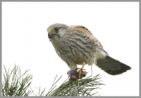 Filename=Torenvalk 7856.JPG
Filesize=247KB
Dimensions=1026x720
Date added=Nov 11, 2015 Torenvalk 7856.JPG