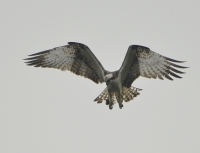 Filename=VISAREND 6065.JPG
Filesize=266KB
Dimensions=1100x845
Date added=Oct 01, 2015 VISAREND 6065.JPG