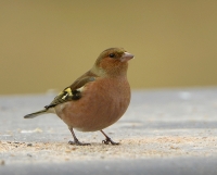 Filename=Vink 0472.JPG
Filesize=257KB
Dimensions=900x728
Date added=Feb 22, 2013 Vink 0472.JPG