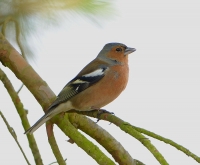 Filename=Vink 0974.JPG
Filesize=287KB
Dimensions=900x744
Date added=Mar 14, 2013 Vink 0974.JPG