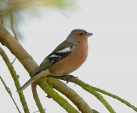 Vink 0974.JPG