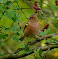 Filename=Vink 6667.JPG
Filesize=240KB
Dimensions=787x800
Date added=Nov 12, 2013 Vink 6667.JPG