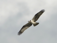 Filename=Visarend 5981.JPG
Filesize=256KB
Dimensions=1000x747
Date added=Sep 18, 2015 Visarend 5981.JPG
