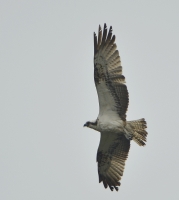 Filename=Visarend 6032.JPG
Filesize=299KB
Dimensions=899x1000
Date added=Oct 01, 2015 Visarend 6032.JPG