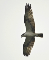Filename=Visarend 6080.JPG
Filesize=247KB
Dimensions=909x1100
Date added=Oct 01, 2015 Visarend 6080.JPG