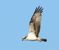 Filename=Visarend 7909.JPG
Filesize=265KB
Dimensions=900x770
Date added=Aug 27, 2014 Visarend 7909.JPG