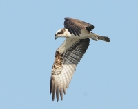 Filename=Visarend 7910.JPG
Filesize=265KB
Dimensions=900x717
Date added=Aug 27, 2014 Visarend 7910.JPG