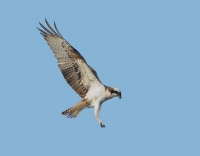 Filename=Visarend 8036.JPG
Filesize=246KB
Dimensions=900x705
Date added=Aug 28, 2014 Visarend 8036.JPG