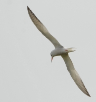 Filename=Visdiefje 2943.JPG
Filesize=279KB
Dimensions=857x900
Date added=May 12, 2015 Visdiefje 2943.JPG
