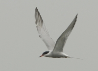 Filename=Visdiefje 3126.JPG
Filesize=240KB
Dimensions=900x653
Date added=May 12, 2015 Visdiefje 3126.JPG