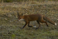 Filename=Vos 6303.JPG
Filesize=265KB
Dimensions=1100x734
Date added=Oct 05, 2015 Vos 6303.JPG