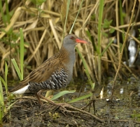 Filename=Waterral 0870.JPG
Filesize=280KB
Dimensions=900x819
Date added=May 05, 2015 Waterral 0870.JPG