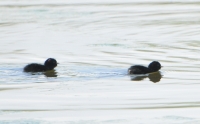Filename=Waterral 3061.JPG
Filesize=257KB
Dimensions=800x497
Date added=May 12, 2014 Waterral 3061.JPG