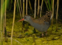 Filename=Waterral 5481.JPG
Filesize=271KB
Dimensions=900x656
Date added=Oct 06, 2014 Waterral 5481.JPG
