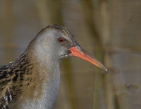 Filename=Waterral 5703.JPG
Filesize=261KB
Dimensions=900x696
Date added=Mar 03, 2015 Waterral 5703.JPG