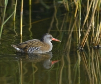 Filename=Waterral 6344.JPG
Filesize=264KB
Dimensions=821x688
Date added=Oct 09, 2015 Waterral 6344.JPG