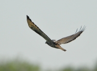 Filename=Wespendief 3758.JPG
Filesize=269KB
Dimensions=900x664
Date added=Jul 24, 2014 Wespendief 3758.JPG