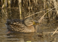 Filename=Wilde eend 4472.JPG
Filesize=276KB
Dimensions=1000x717
Date added=Feb 06, 2015 Wilde eend 4472.JPG