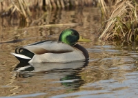 Filename=Wilde eend 4510.JPG
Filesize=258KB
Dimensions=1000x714
Date added=Feb 06, 2015 Wilde eend 4510.JPG