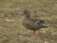 Filename=Wilde eend 6810.JPG
Filesize=259KB
Dimensions=1100x826
Date added=Mar 24, 2015 Wilde eend 6810.JPG