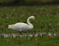 Wilde zwaan 3136.JPG