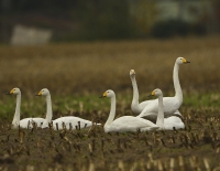 Filename=Wilde zwaan 8081.JPG
Filesize=282KB
Dimensions=1000x775
Date added=Nov 10, 2015 Wilde zwaan 8081.JPG