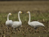 Wilde zwaan 8258.JPG