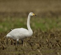 Filename=Wilde zwaan 8272 (2).JPG
Filesize=290KB
Dimensions=1000x898
Date added=Nov 10, 2015 Wilde zwaan 8272 (2).JPG