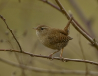 Filename=Winterkoning 5733.JPG
Filesize=221KB
Dimensions=900x701
Date added=Mar 03, 2015 Winterkoning 5733.JPG