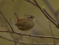 Filename=Winterkoning 5752 - kopie.JPG
Filesize=240KB
Dimensions=1100x843
Date added=Mar 03, 2015 Winterkoning 5752 - kopie.JPG