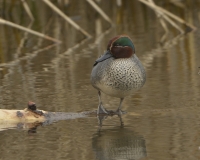 Filename=Wintertaling 5761.JPG
Filesize=276KB
Dimensions=1100x885
Date added=Mar 03, 2015 Wintertaling 5761.JPG