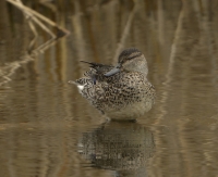 Filename=Wintertaling 5764.JPG
Filesize=271KB
Dimensions=1100x899
Date added=Mar 03, 2015 Wintertaling 5764.JPG
