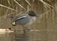Filename=Wintertaling 5766.JPG
Filesize=273KB
Dimensions=1100x800
Date added=Mar 03, 2015 Wintertaling 5766.JPG