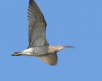 Filename=Wulp.JPG
Filesize=279KB
Dimensions=800x640
Date added=Mar 16, 2011 Wulp.JPG